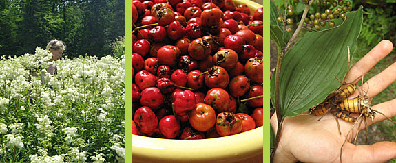 Flowers, Berries, Roots