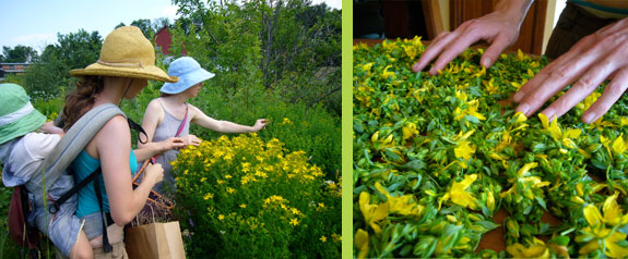 Harvesting / Herbs
