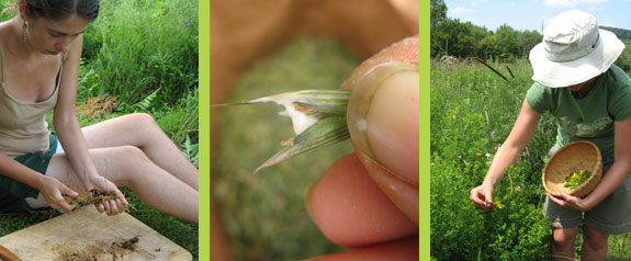 Preparing Herbs / Milky Oats / Harvesting